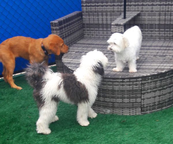 Inclusive Pet Care