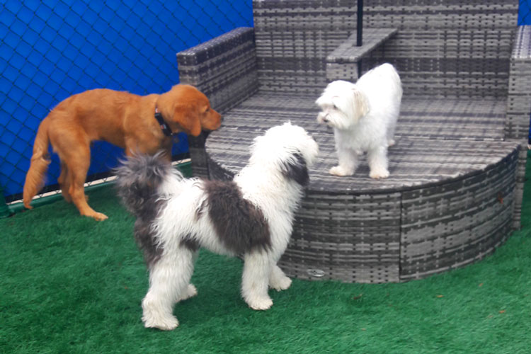 Inclusive Pet Care
