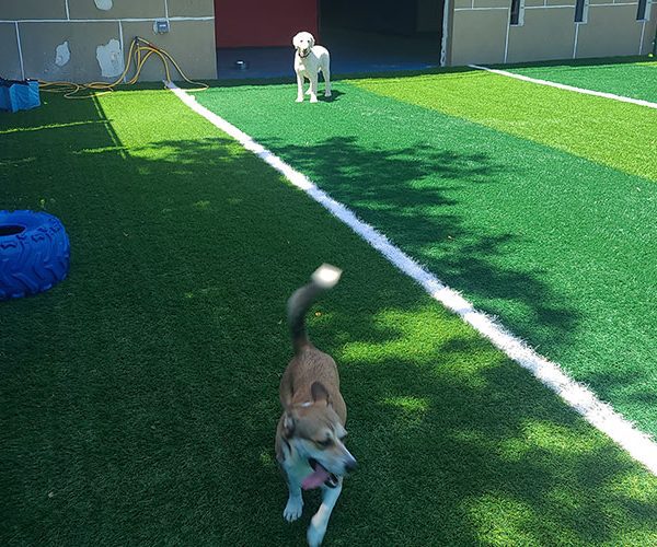 Wonderland for Dogs