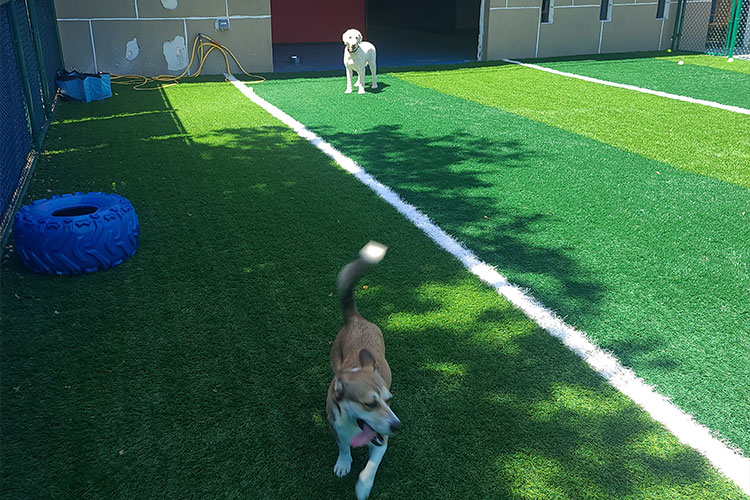 Wonderland for Dogs