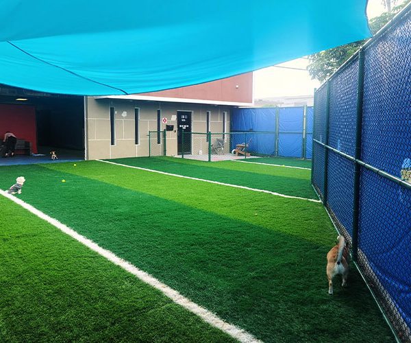 Dog Daycare Hotel