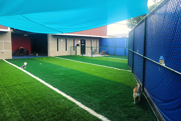 Dog Daycare Hotel