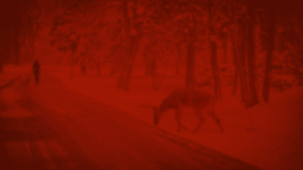 Red Deer Jpg